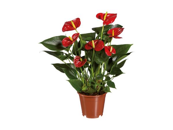 Flamingoblomst