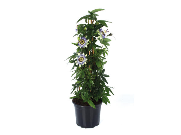 Climbing Passionflower Pyramid1