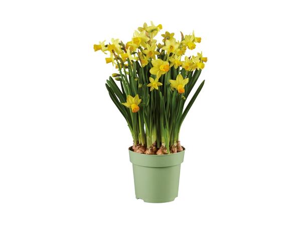 Blomstrende løgplanter