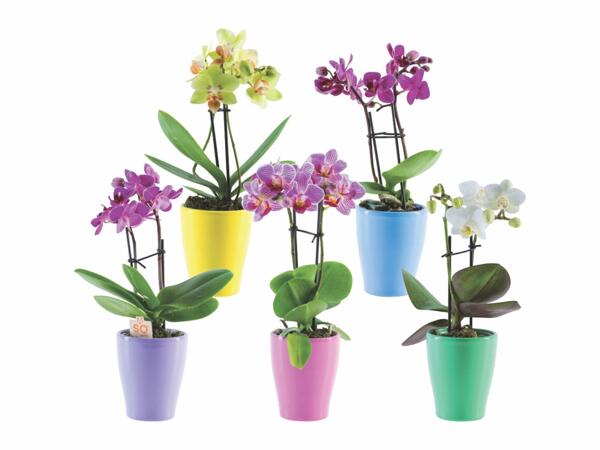 Mini Phalaenopsis
