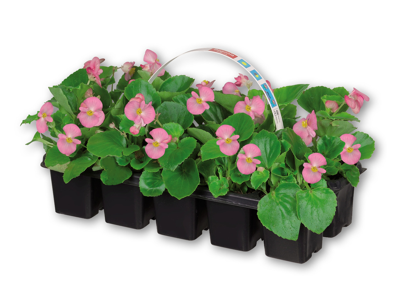 Bedplanter i 10'er-bakke