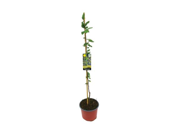 Native Trees