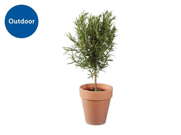 Italian Herb Tree in Terracotta Pot