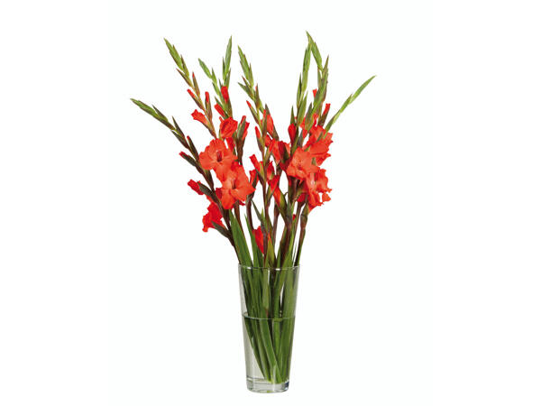 Kurze Gladiole