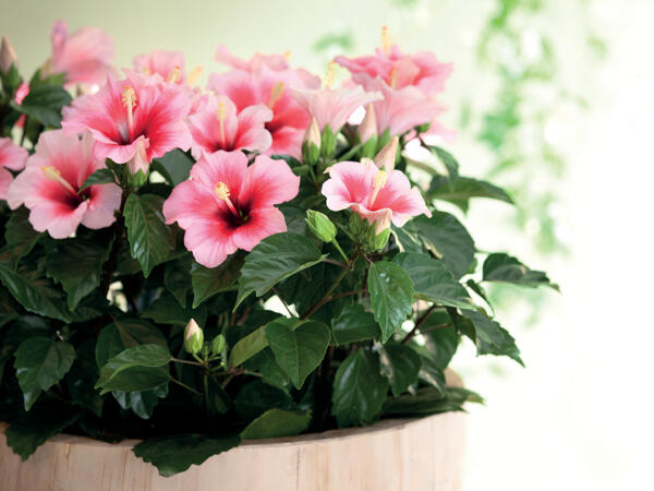 Hibiscus