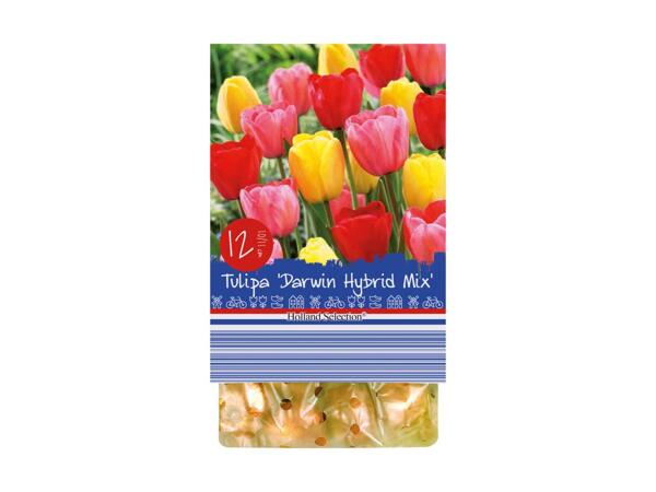 Forårsblomsterløg