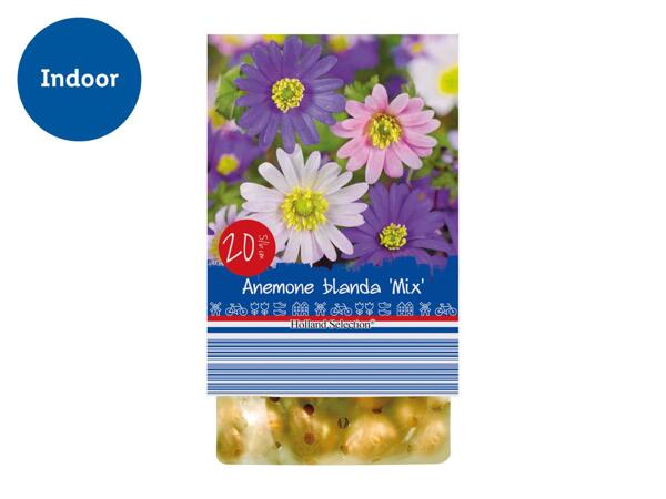 Spring Flowering Bulbs