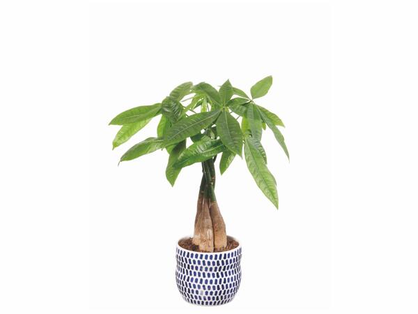 Plante verte en pot céramique