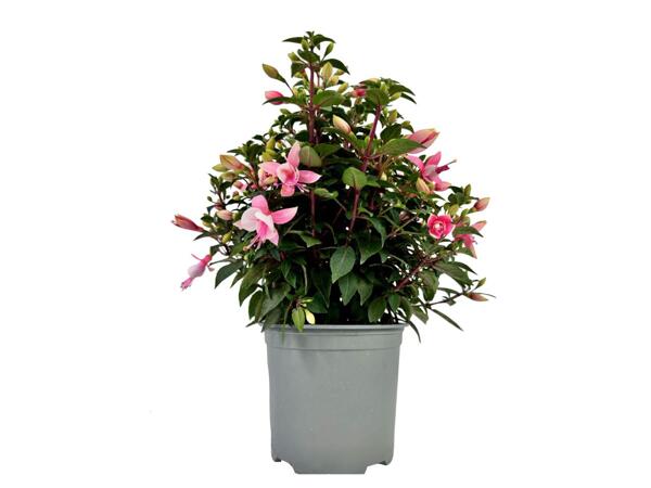 Fuchsia