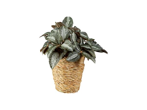 Green plants
