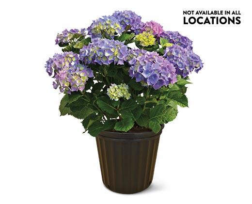8" Hydrangea Assorted Colors