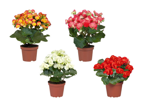 Bégonias