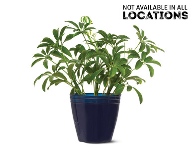 4" Foliage Assortment