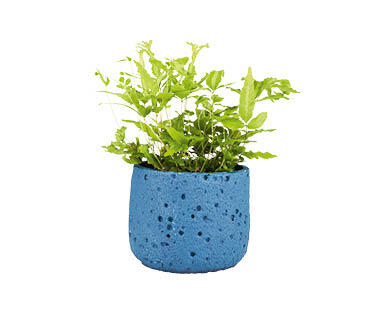 Fern in Ceramic Pot