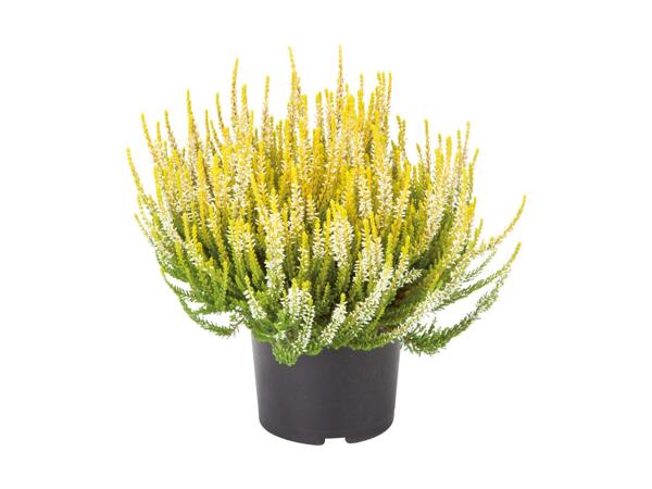 Extra Large Heather