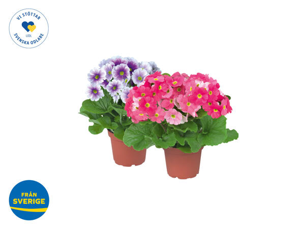 Primula