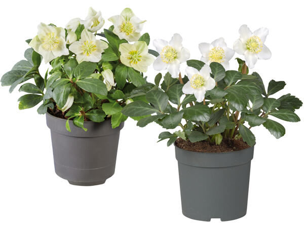 Christrose (Helleborus)