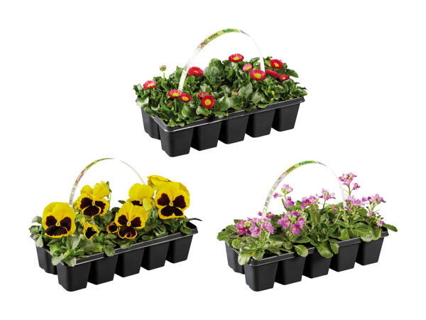 Forårsblomster i 10'er bakke