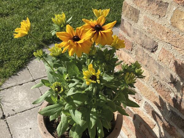 Sunbeckia
