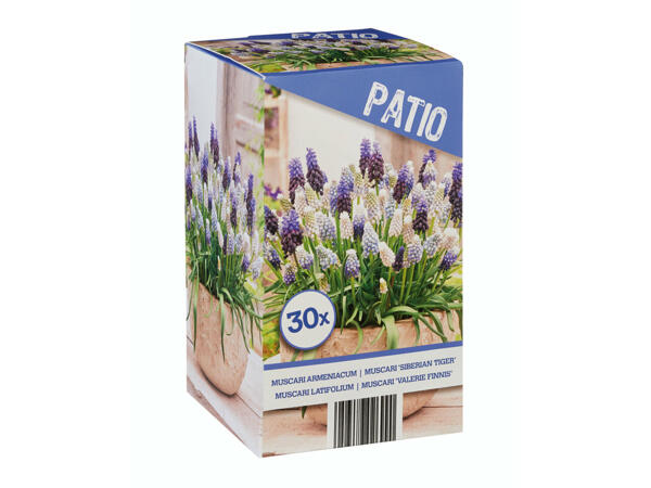 Mélange de bulbes à fleurs pour terrasse