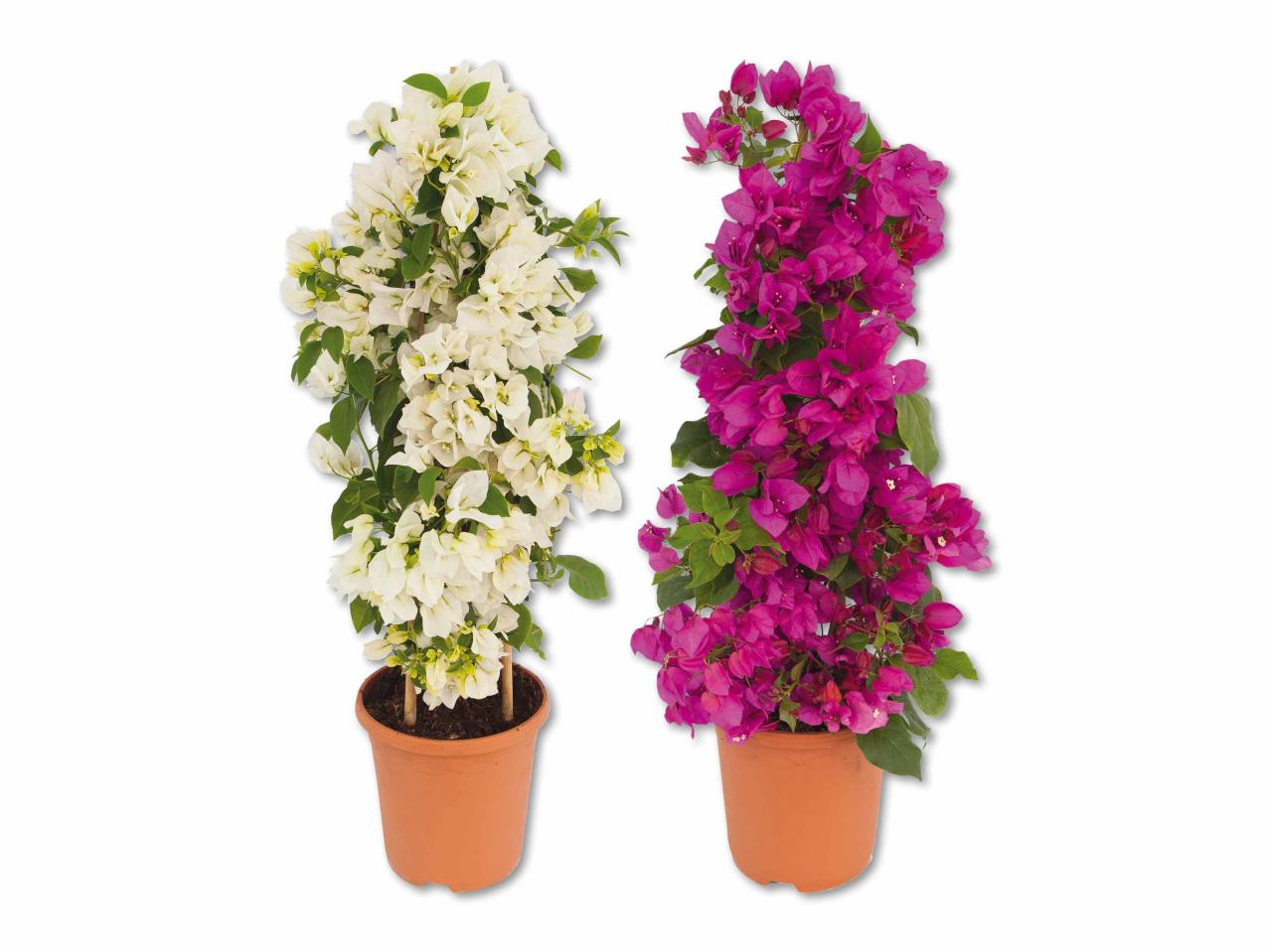 Bougainvillier taillé en pyramide