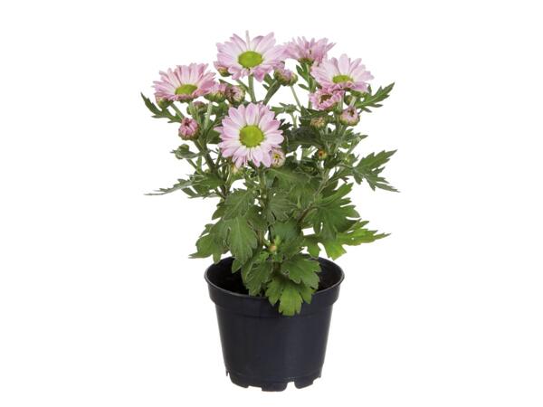 Chrysanthemum Mini