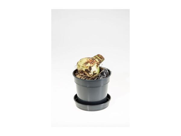 Grow Your Own Amaryllis