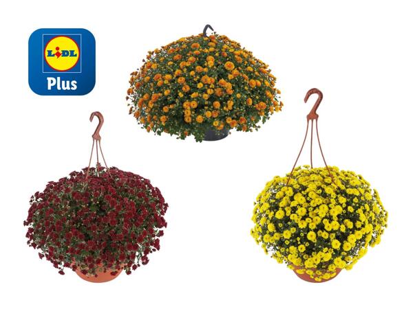 Chrysanthèmes en suspension "Skyfall"