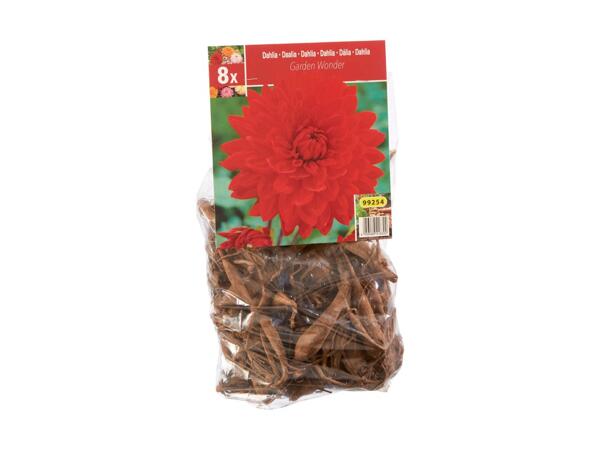 Extra Large Dahlia Bulbs