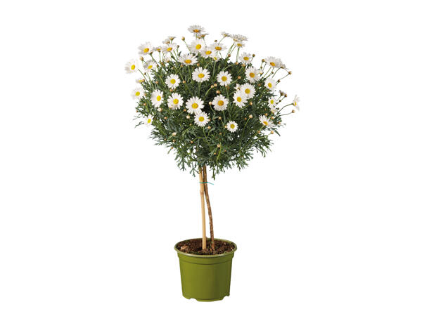 Marguerite