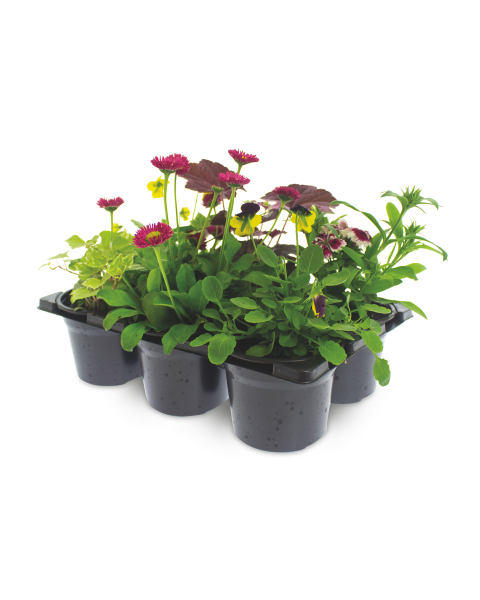Autumn Basket Plants