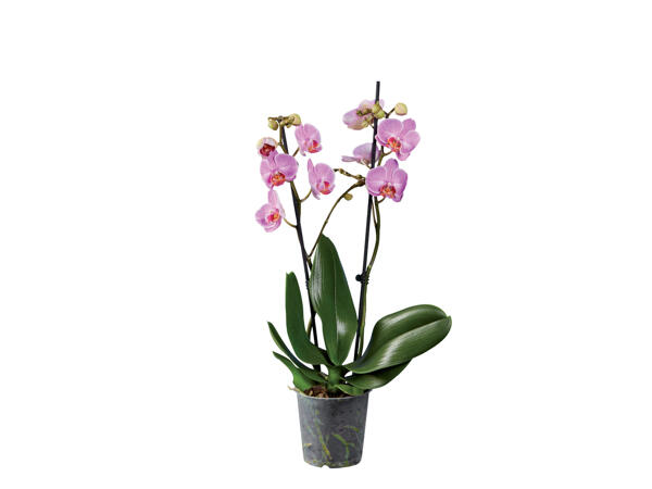 2 Stem Orchid