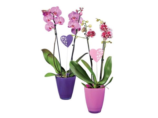 Phalaenopsis 2 stems