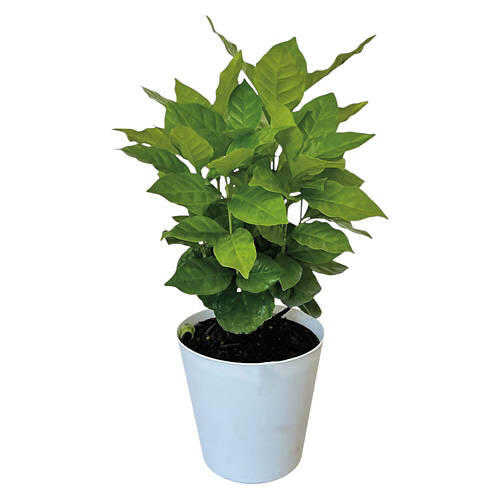 4" Assorted Foliage
