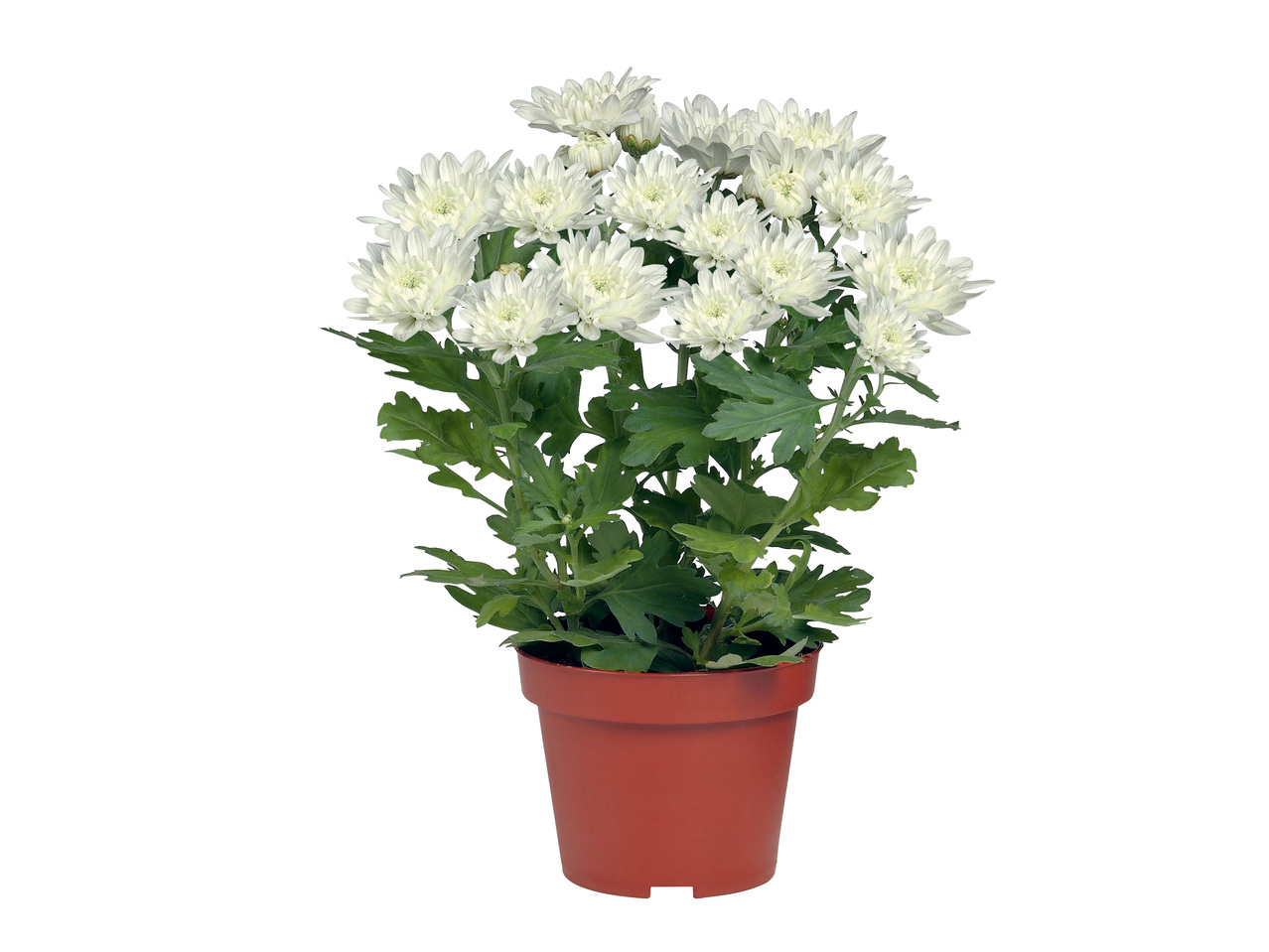 Chrysanthème