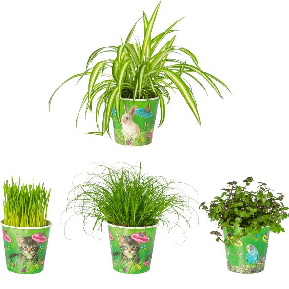 Eetbare plant voor dieren