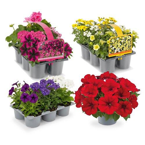 Fiori da balcone Sunny Summer vaschetta da 6