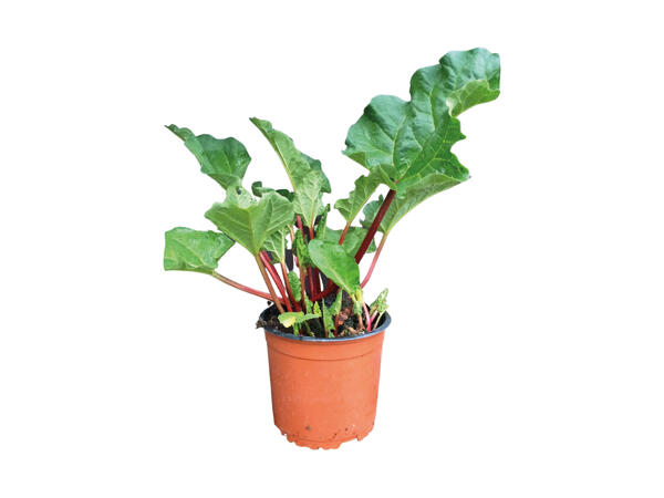 Rabarberplante