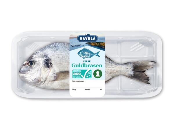 HAVBLÅ Guldbrasen