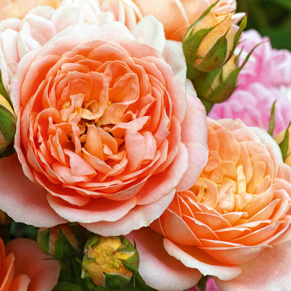 Englische Rosen