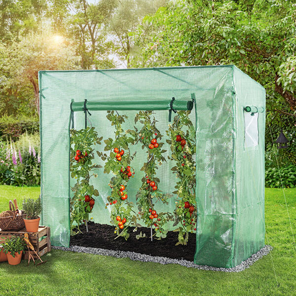 Tomatengewächshaus