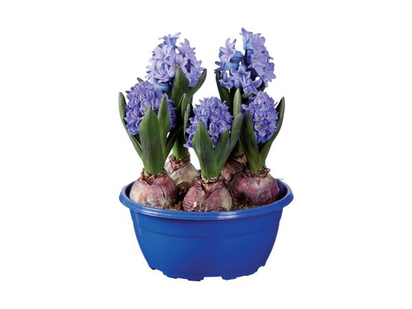 Hyacinth Bulb Planter