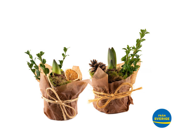 Adventsamaryllis