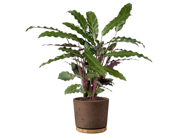 Assortiment de calatheas