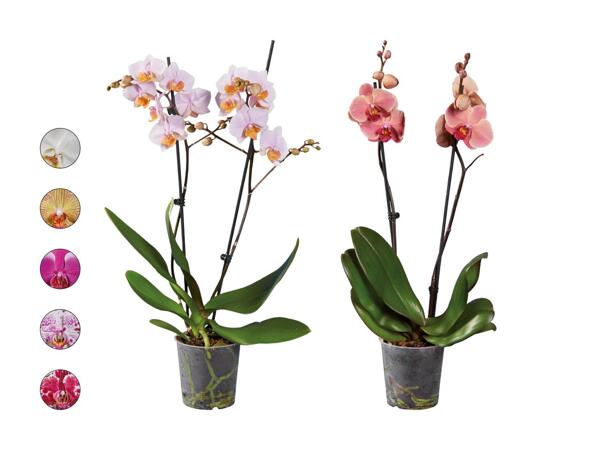 Phalaenopsis 2 tiges