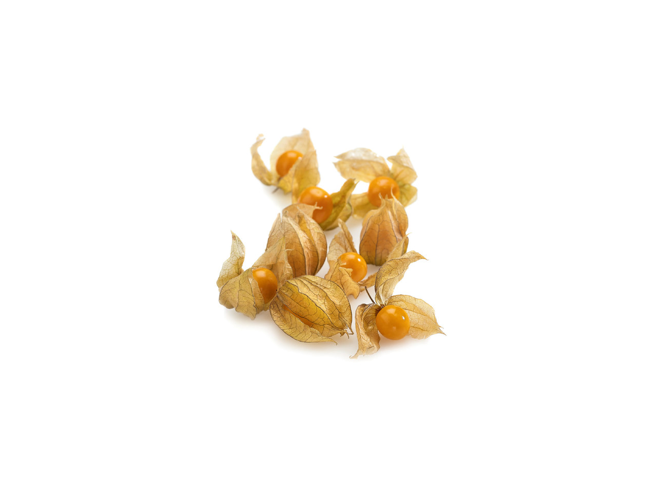 Physalis