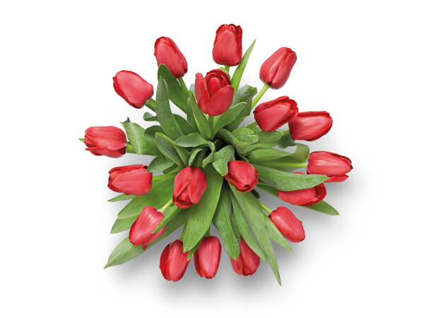 Tulip Bouquet