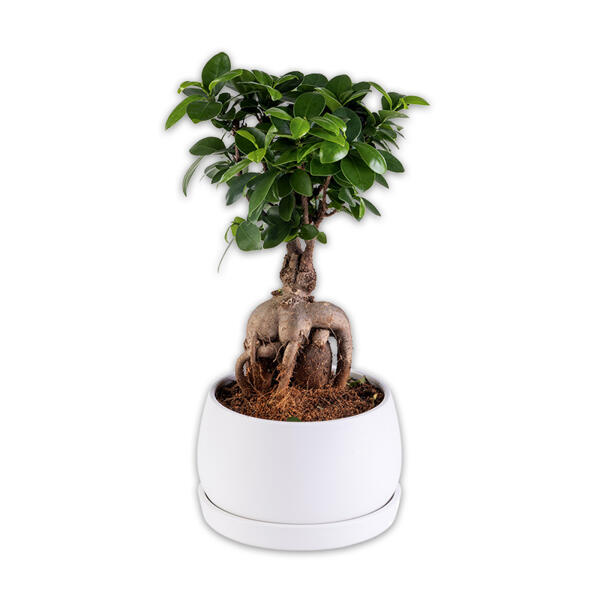 Bonsai in der Schale