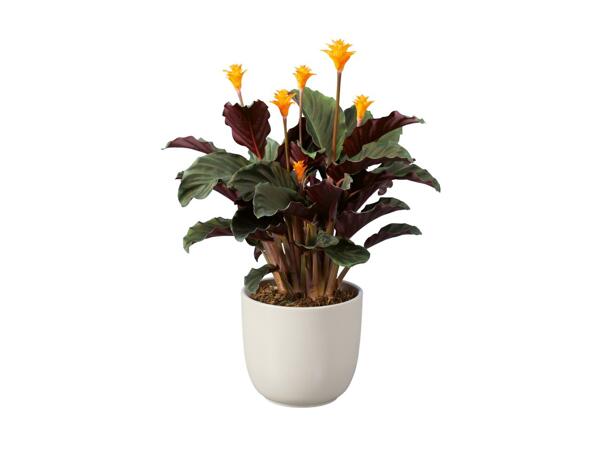 Blomstrende plante