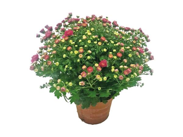 Krysantemum